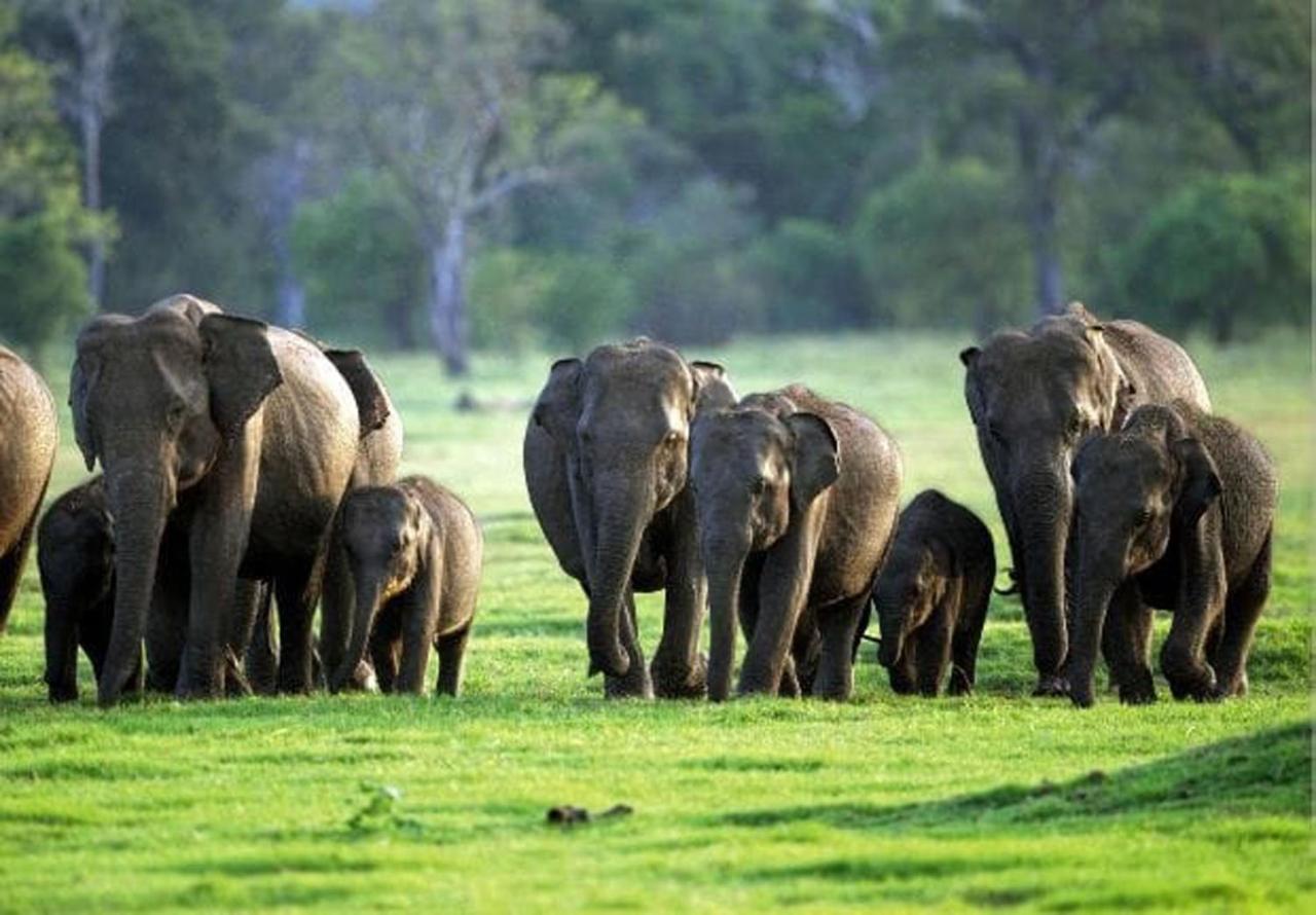 Eagle Safari Cottage Udawalawe Ngoại thất bức ảnh